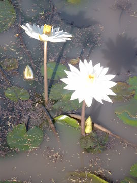 Image of Egyptian white water-lily