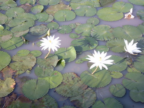 Image of Egyptian white water-lily