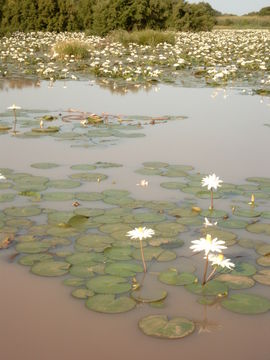 Image of Egyptian white water-lily