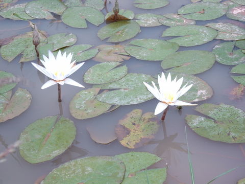 Image of Egyptian white water-lily