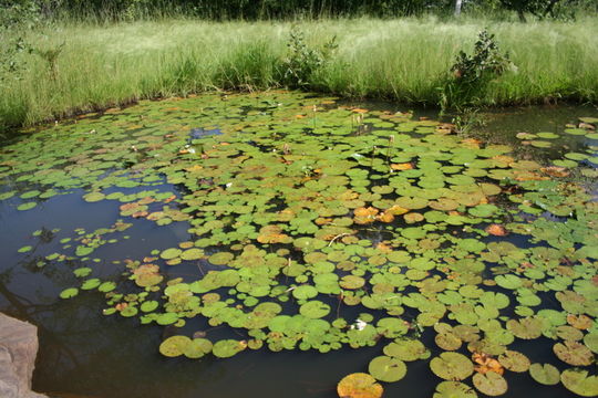 Image of Egyptian white water-lily