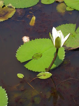 Image of Egyptian white water-lily