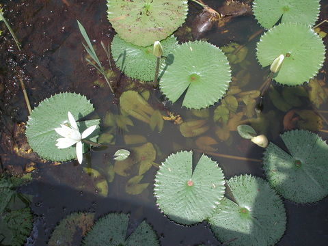 Image of Egyptian white water-lily