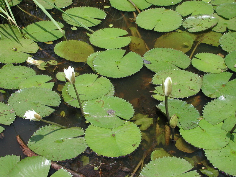 Image de Lotus tigré