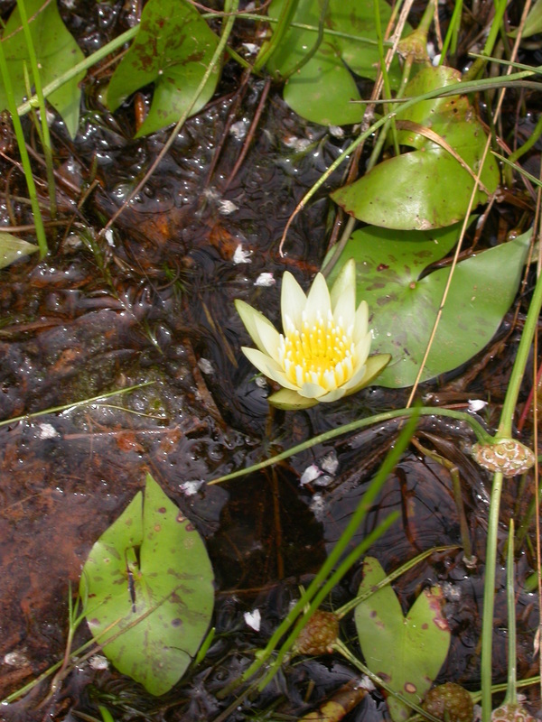 Image of Blue Egyptian lotus