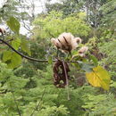 Image of balsa tree