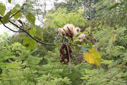 Image of West Indian balsa