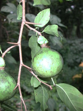 Imagem de Oncoba spinosa Forsk.