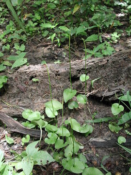 Image of Netted Adder's-Tongue