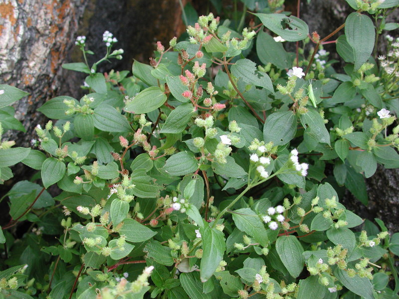 Image of Osbeckia tubulosa Sm.