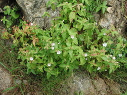 Image of Osbeckia tubulosa Sm.