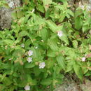 Image de Osbeckia tubulosa Sm.