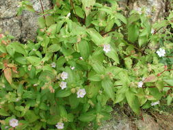 Image of Osbeckia tubulosa Sm.