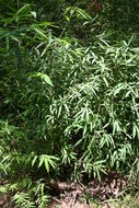 Image of Bindura bamboo