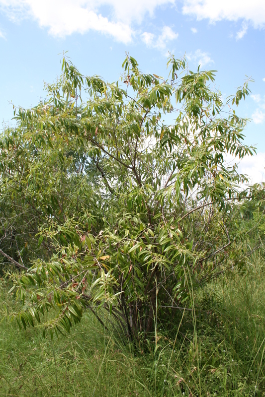 Image of Ozoroa insignis Delile