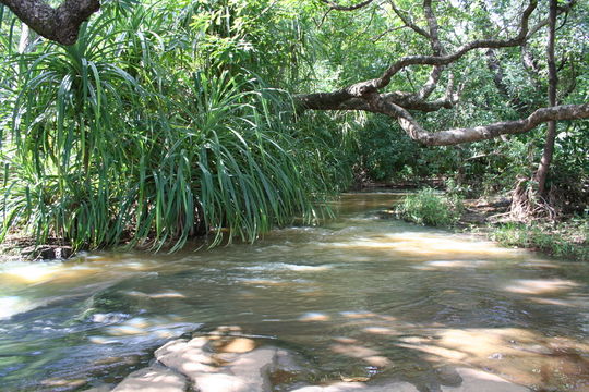 Image of Pandanus brevifrugalis Huynh