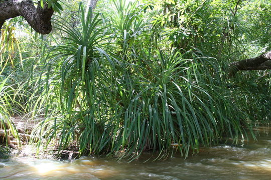 Image of Pandanus brevifrugalis Huynh