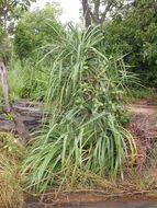 Image of Pandanus brevifrugalis Huynh