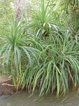 Image of Pandanus brevifrugalis Huynh