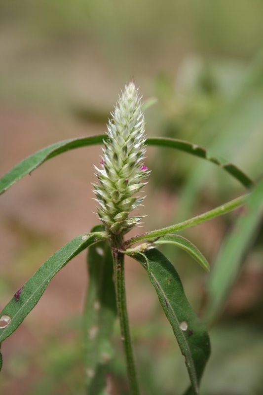 Image of Pandiaka angustifolia (Vahl) Hepper