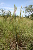 Imagem de Panicum phragmitoides Stapf