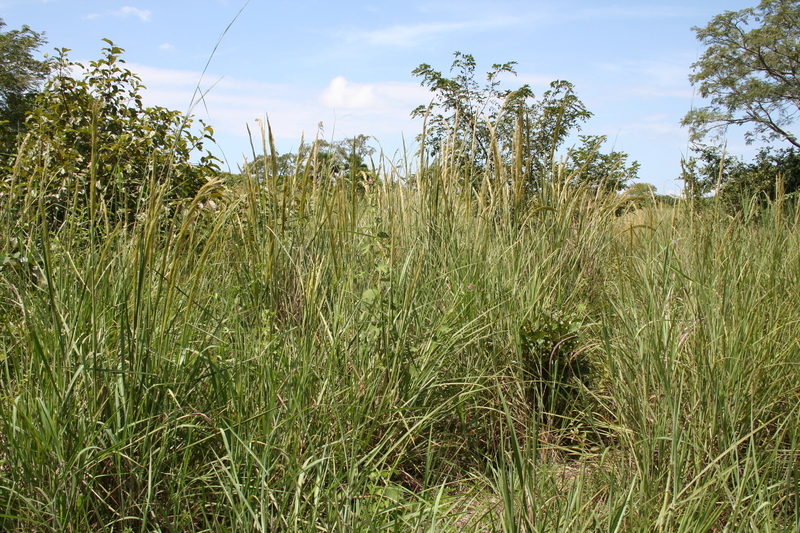 Imagem de Panicum phragmitoides Stapf