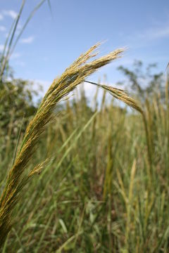 Image de Panicum phragmitoides Stapf