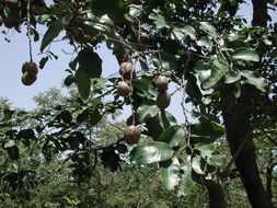 Image of Mobola plum