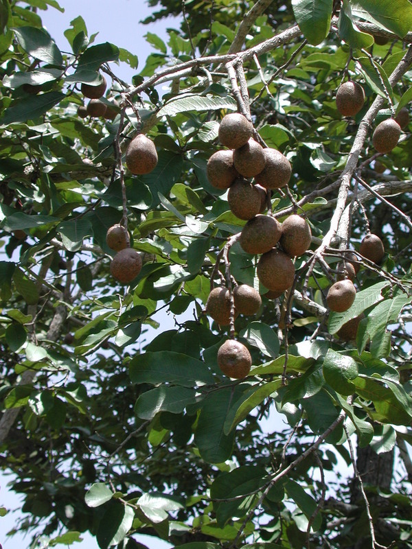 Image of Mobola plum