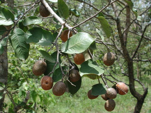 Image of Mobola plum