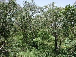 Image of Mobola plum