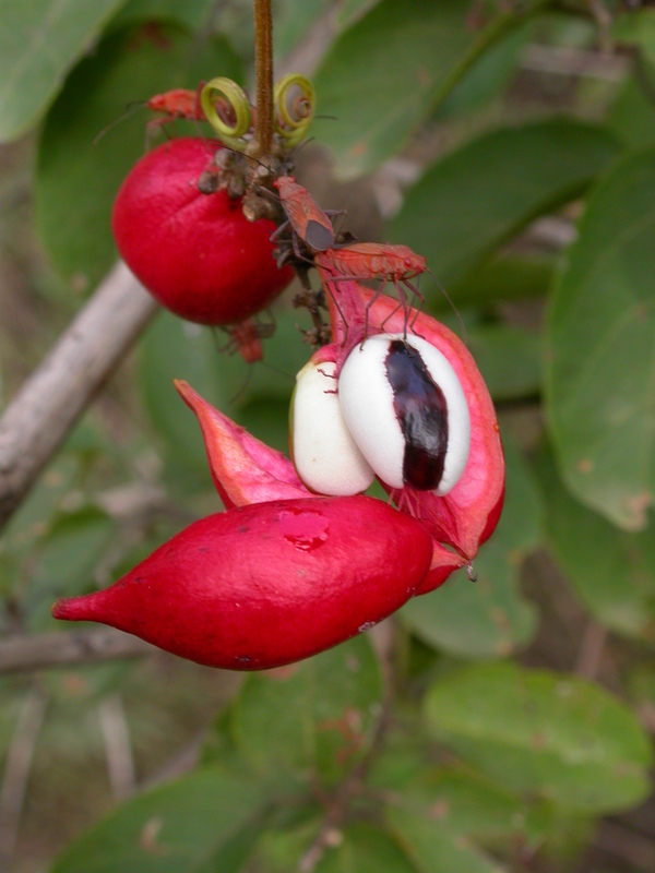 صورة Paullinia pinnata L.