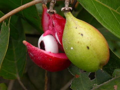 Paullinia pinnata L.的圖片