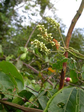 Слика од Paullinia pinnata L.