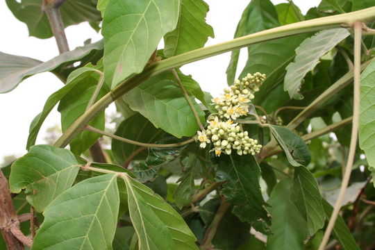 Слика од Paullinia pinnata L.