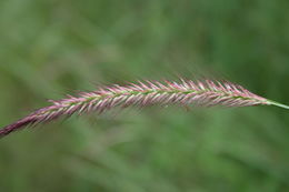 Image of <i>Pennisetum polystachion</i> (L.) Schult.