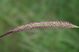 Image of <i>Pennisetum polystachion</i> (L.) Schult.