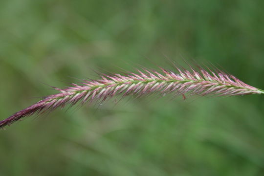 Imagem de <i>Pennisetum polystachion</i> (L.) Schult.