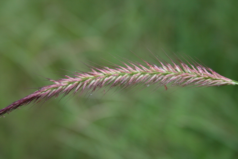 Imagem de <i>Pennisetum polystachion</i> (L.) Schult.