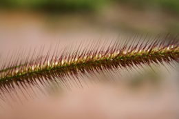 Imagem de <i>Pennisetum polystachion</i> (L.) Schult.