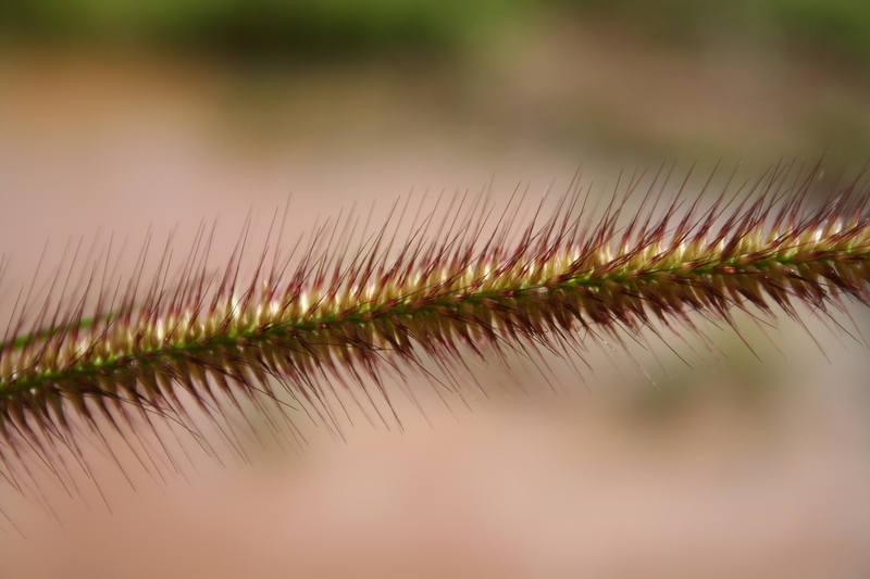 Image of <i>Pennisetum polystachion</i> (L.) Schult.