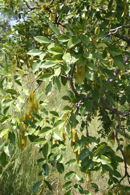 Image of Pericopsis laxiflora (Baker) Meeuwen