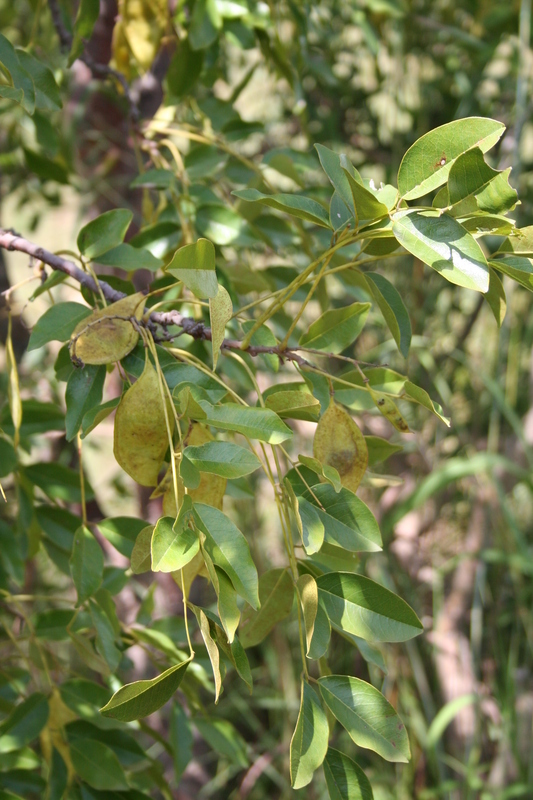 Image of Pericopsis laxiflora (Baker) Meeuwen