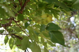 Image of Pericopsis laxiflora (Baker) Meeuwen