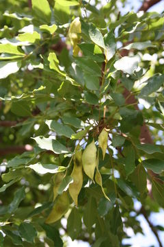 Image of <i>Pericopsis laxiflora</i> (Baker) Meeuwen