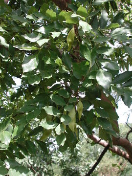 Image of <i>Pericopsis laxiflora</i> (Baker) Meeuwen