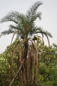 Image of Senegal date palm