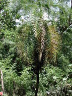 Image of Senegal date palm