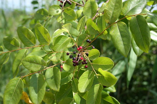 Image of Phyllanthus muellerianus (Kuntze) Exell