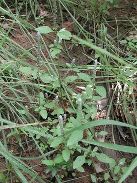 Sivun Platostoma africanum P. Beauv. kuva